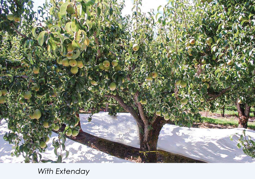 Extenday Grow Better Pears with Extenday