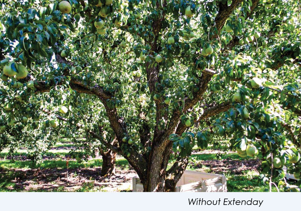 Extenday Grow Better Pears with Extenday