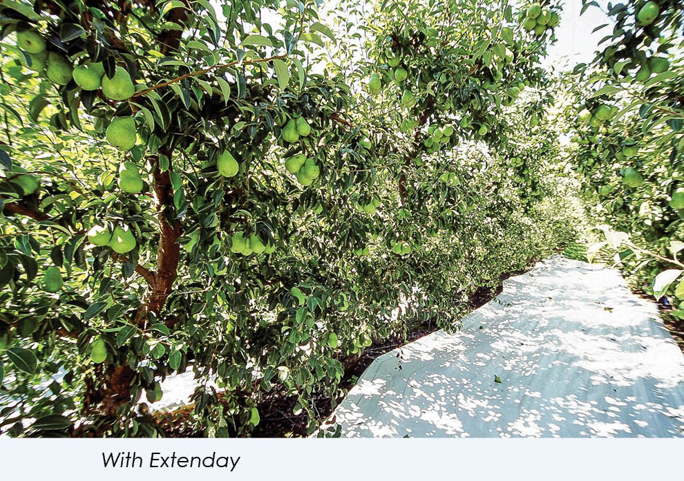 Extenday Grow Better Pears with Extenday