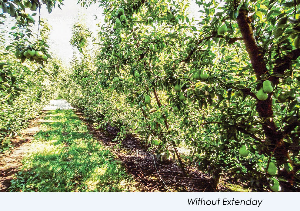 Extenday Grow Better Pears with Extenday