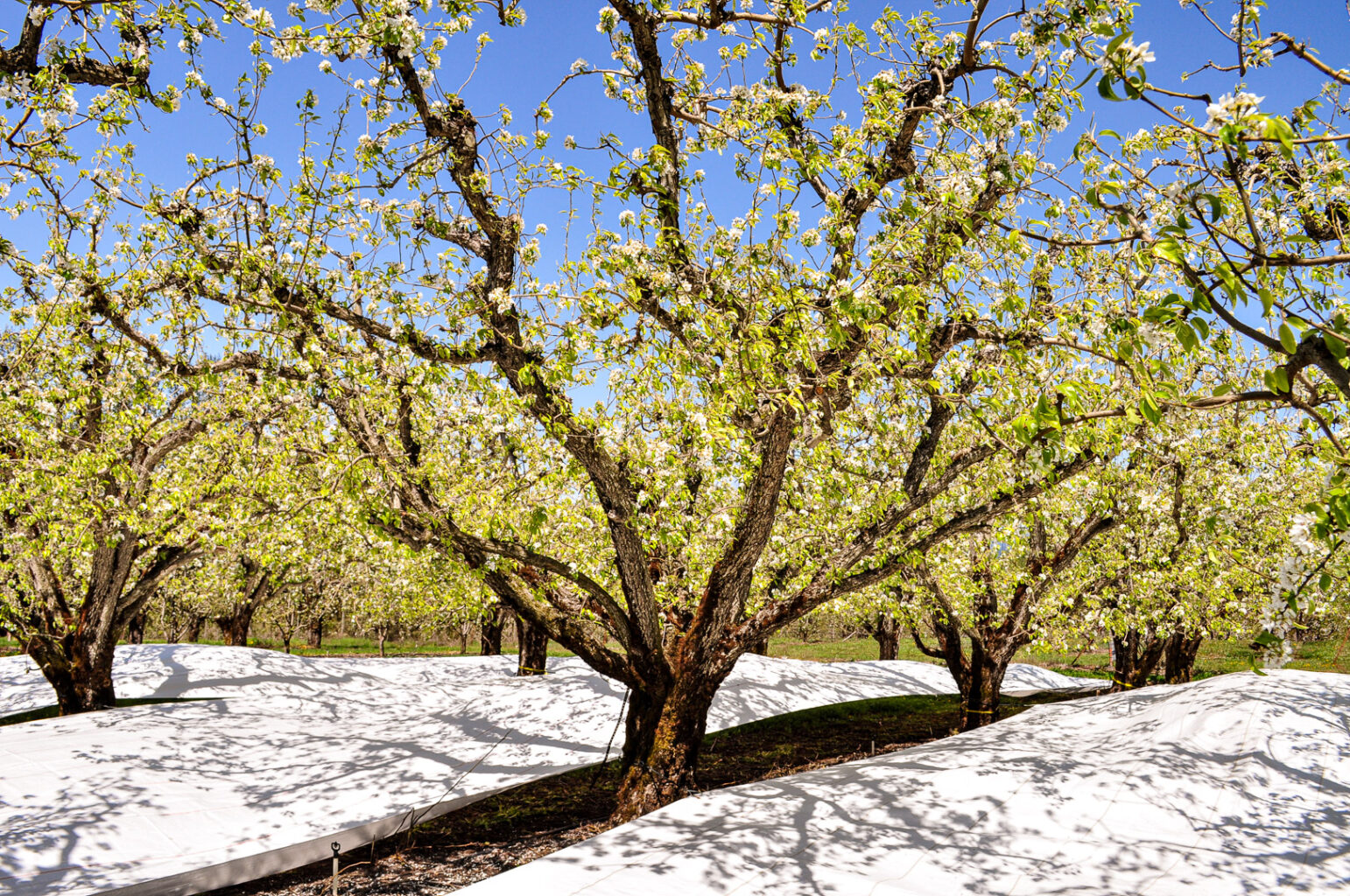 Extenday Grow Better Pears with Extenday