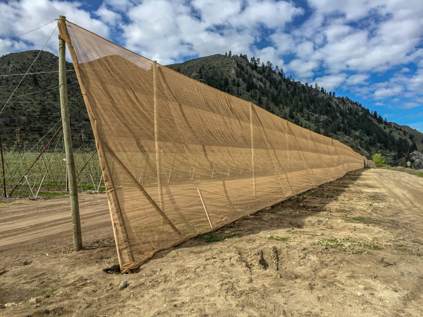 Fawn-colored, UV-stabilized knitted monofilament Extenday wind screen installed around a Washington State apple orchard.
