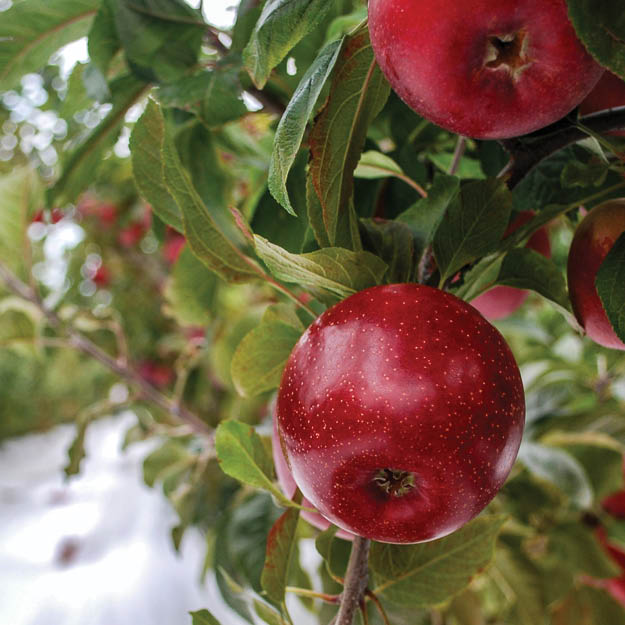 Vibrant red apples in a commercial orchard using Extenday reflective ground cover for enhanced fruit coloring.