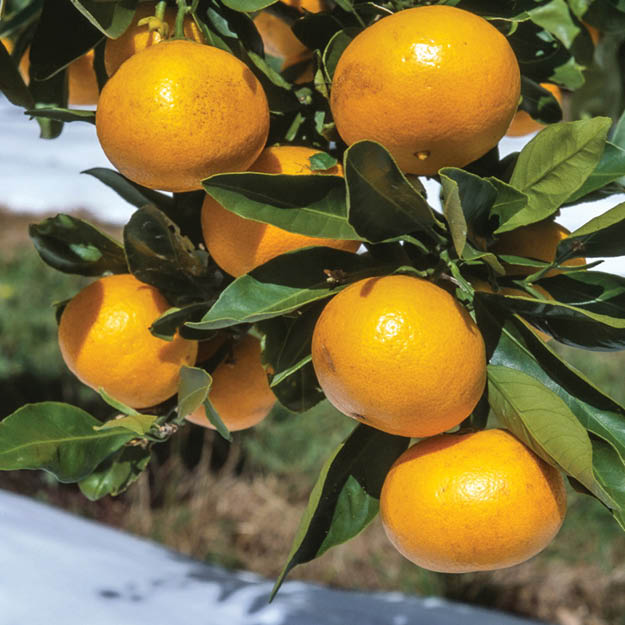 Citrus fruit grown with Extenday white reflective mulch for increased yield and sweetness.
