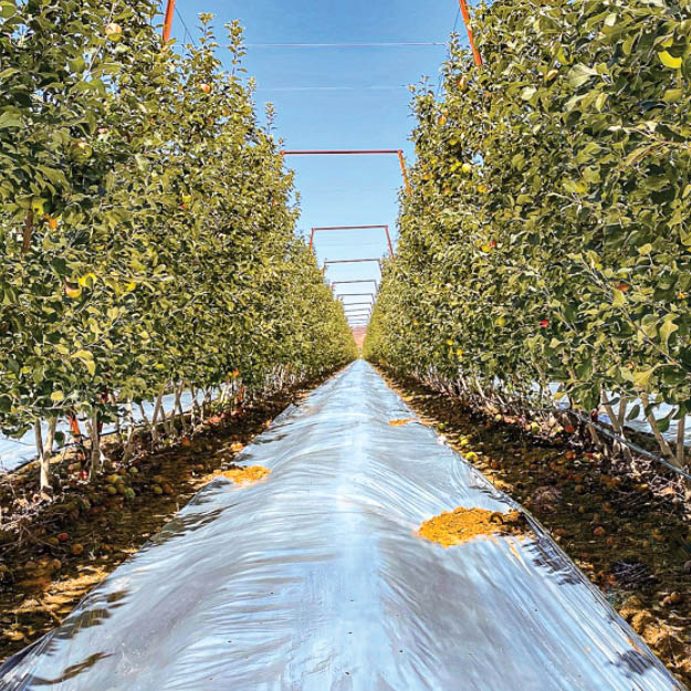 High-intensity Extenday Mylar reflective film for orchards. Provides direct and diffuse light reflection for superior apple coloring and maturity.