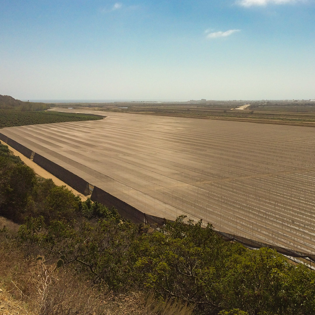 Large-scale Extenday heat-reducing shade net structure over a California blueberry orchard. System uses smart chemistry to reflect infrared heat and open-knit vents to prevent heat buildup in high-temperature environments