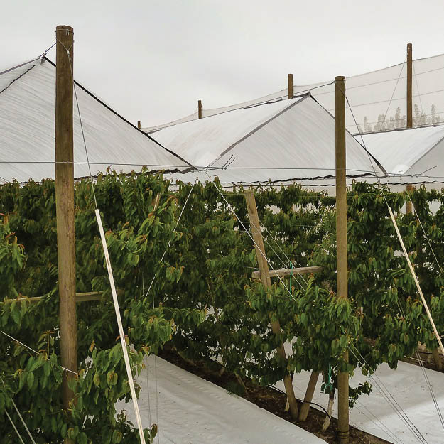 Cherry orchard protected by Extenday rain cover. Customizable waterproof fabric for cherries, berries, and high-value crops