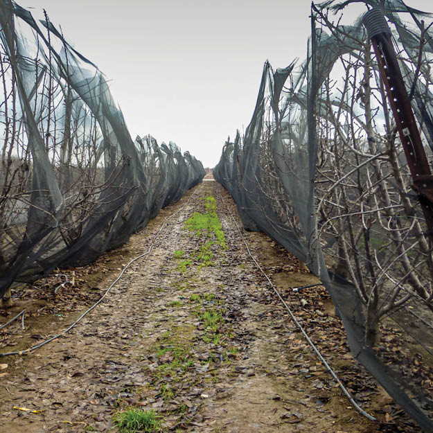 Extenday Chill Net is designed to lower temperature promoting the accumulation of chill units enhancing bud break and cherry yield.
