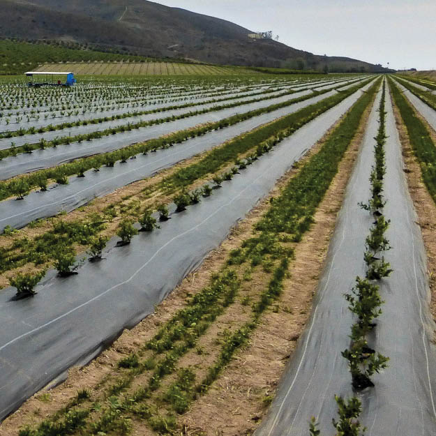 Blueberries with heavy-duty Extenday weed mat for long-term weed suppression, soil moisture retention, and sustainable orchard floor management.
