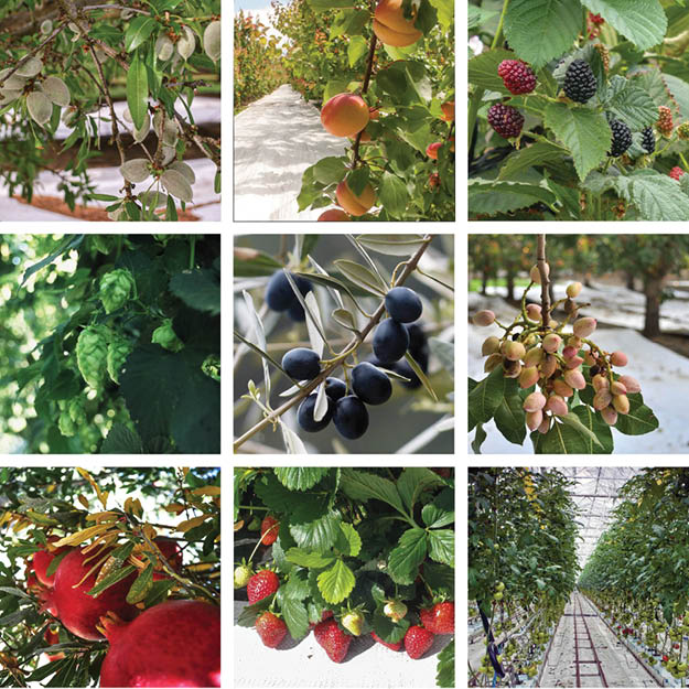 Extenday improves crops like, almonds, apricots, blackberries, hops, olives, pistachio, pomegranates, strawberries, tomatoes, and more.
