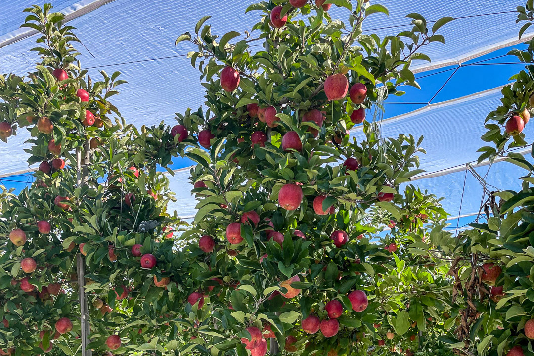 Extenday retractable orchard netting system. Photoselective shade canopy designed for rapid deployment and seasonal retraction to optimize solar radiation and fruit quality.