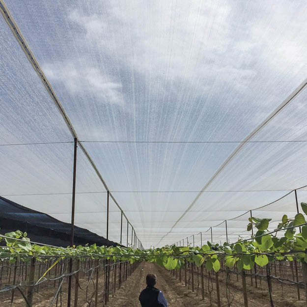 Gold Kiwifruit protection: Extenday photoselective netting to reduce water use, heat, wind, and hail for optimized growth.