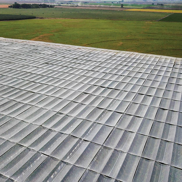 Apple orchard with Extenday photoselective retractable netting. Rapidly deployable protection against hail, wind, and heat with full-sun when needed