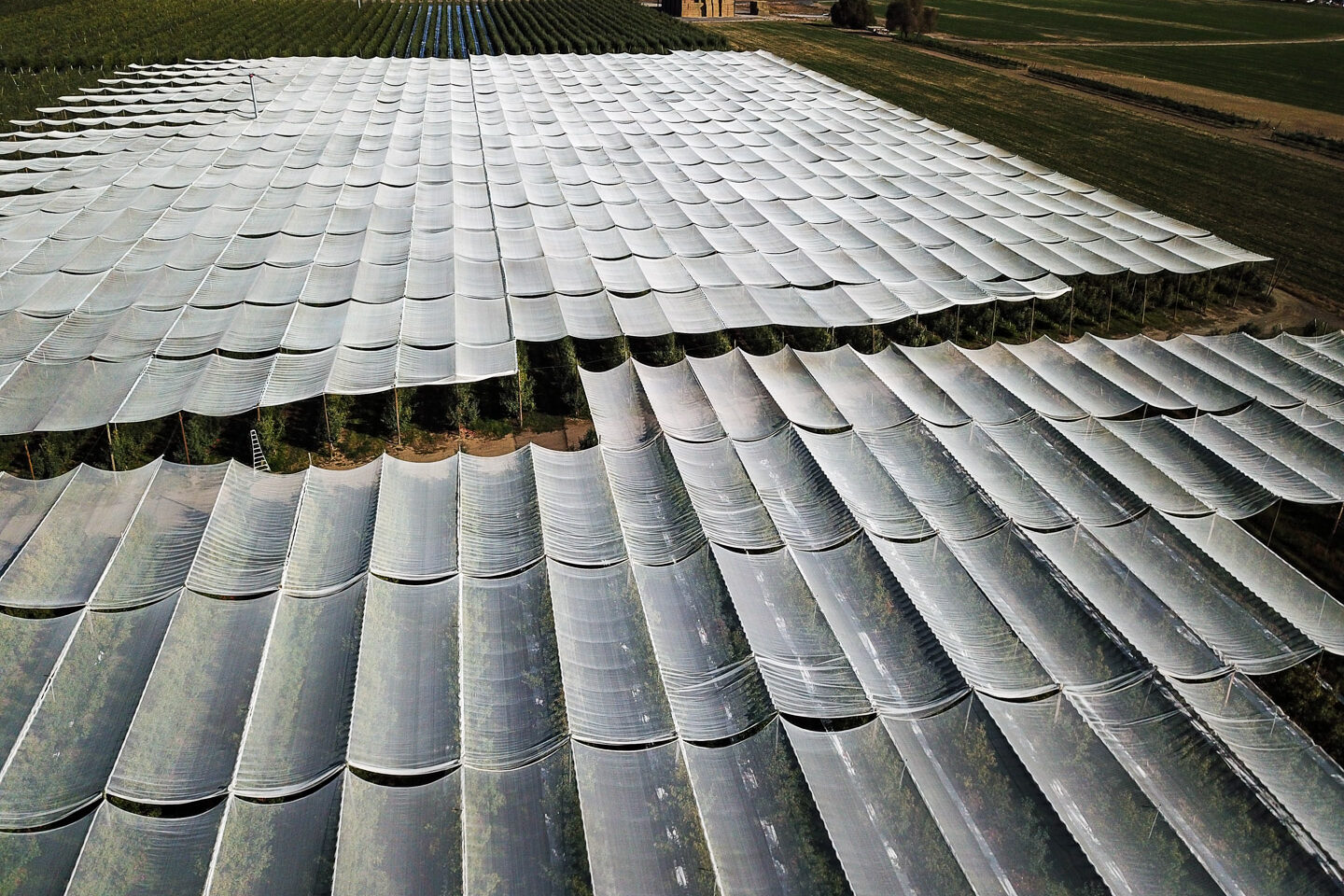 Extenday retractable orchard netting system. Photoselective shade canopy designed for rapid deployment and seasonal retraction to optimize solar radiation and fruit quality.