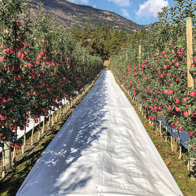 Ambrosia apple orchard in Canada using Extenday white reflective mulch to improve fruit color, yield, and maturity