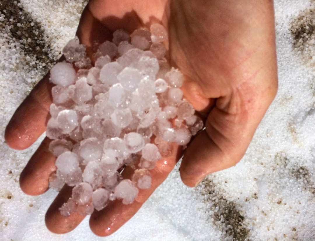 Hand holding hail stones demonstrating the load-shedding capability of Extenday anti-hail nets. Design prevents structural collapse by depositing hail into the drive row while reflecting heat to prevent sunburn.
