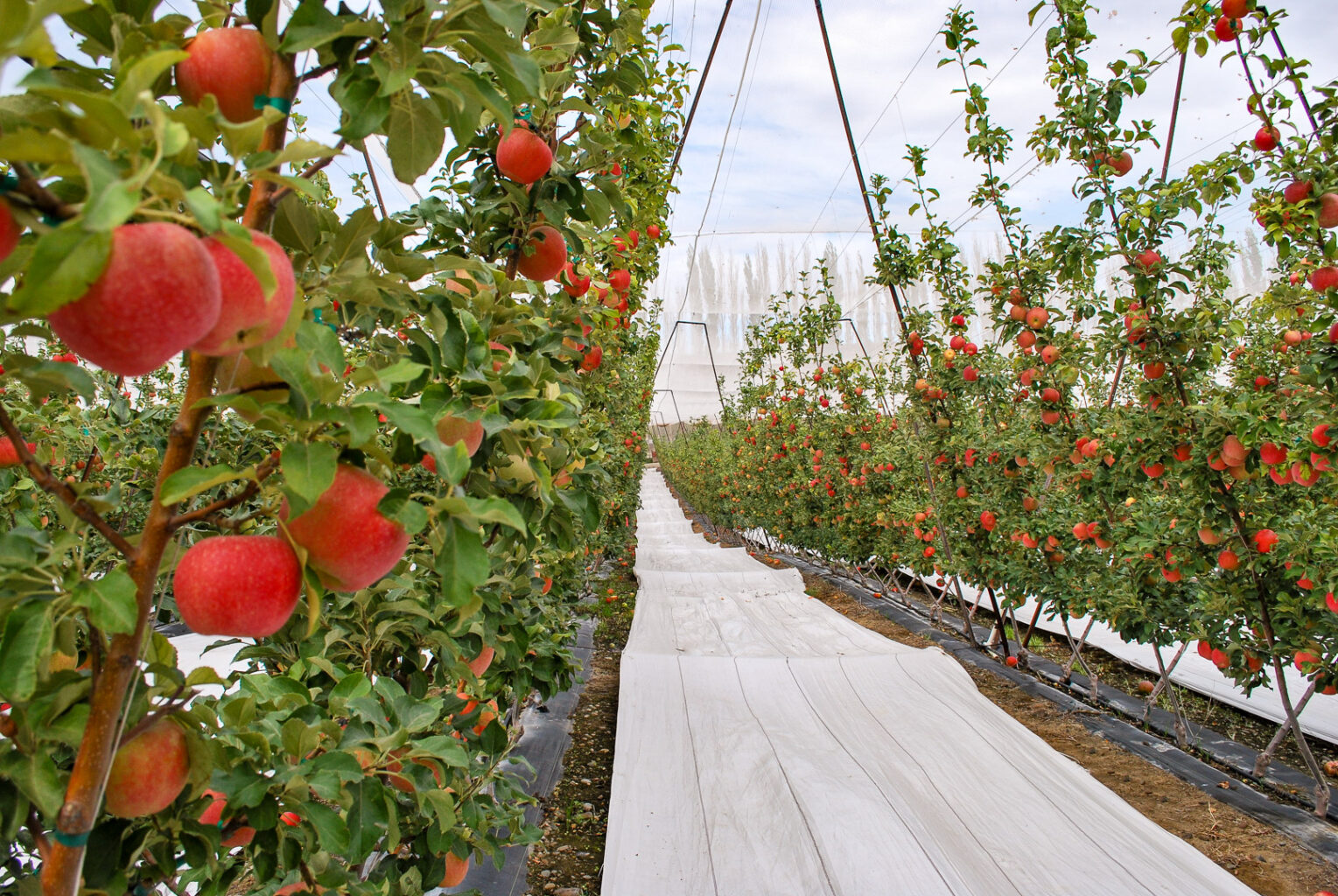 Complete Extenday orchard system featuring reflective groundcover, protective netting, and heavy-duty weed mat for integrated light management and weed control.