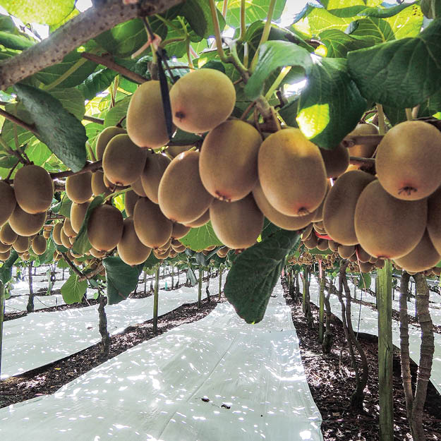 Kiwifruit orchard with Extenday reflective mulch for earlier harvest, enhanced dry matter, and yield