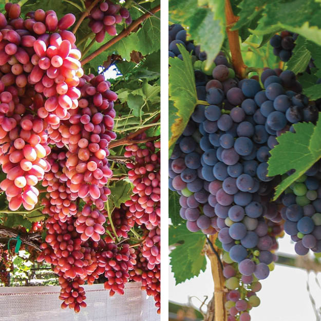 Table and wine grapes with Extenday reflective fabric for uniform ripening and elevated brix levels