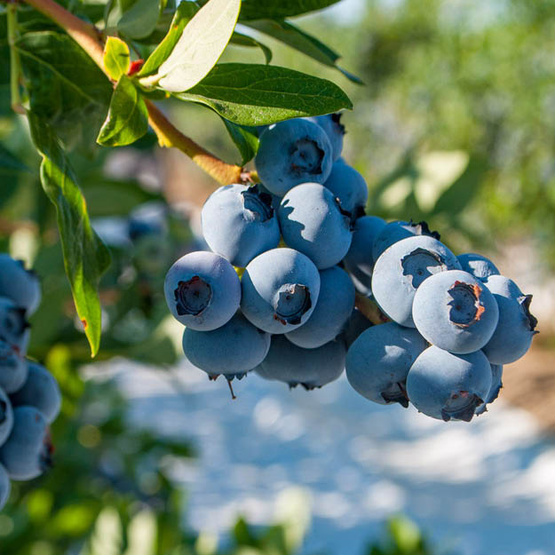 Blueberries in a commercial orchard using Extenday reflective tarps for increased yield and fruit coloring