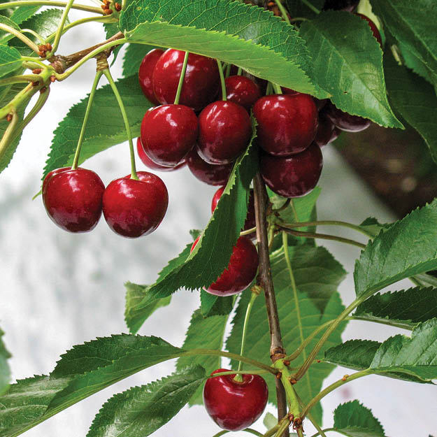 Cherry orchard using Extenday white reflective fabric to advance harvest, improve color, and sugar levels.