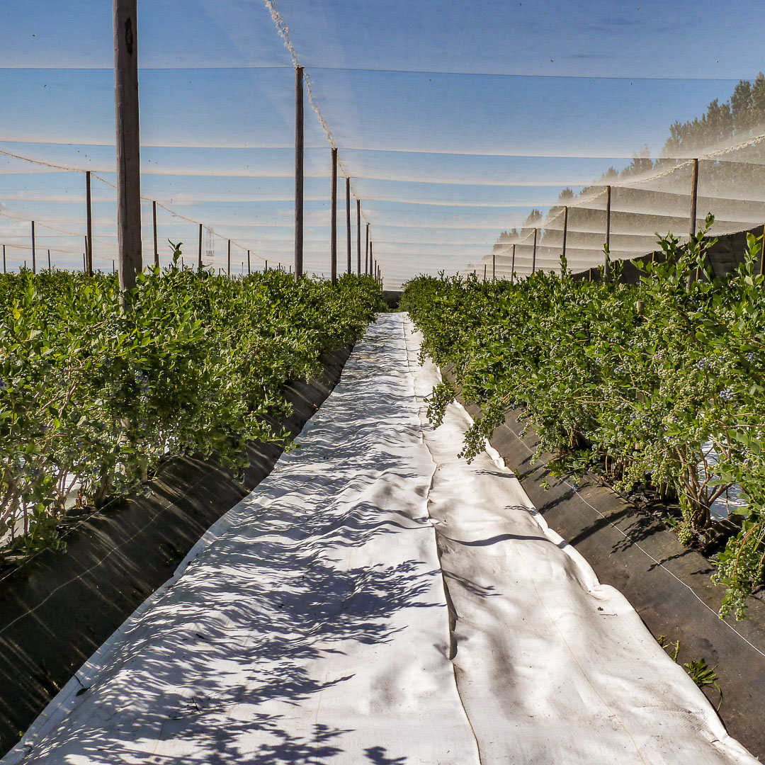 Blueberry orchard protected by Extenday bird exclusion netting and reflective ground fabric. System provides a physical barrier against avian pests while using smart chemistry to create a diffuse light environment for fruit growth.