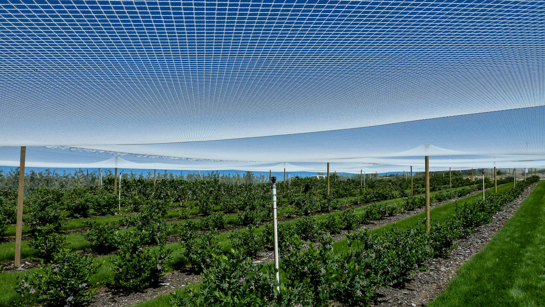 Extenday bird netting for blueberries. High-strength protective canopy designed to prevent crop loss while diffusing light.