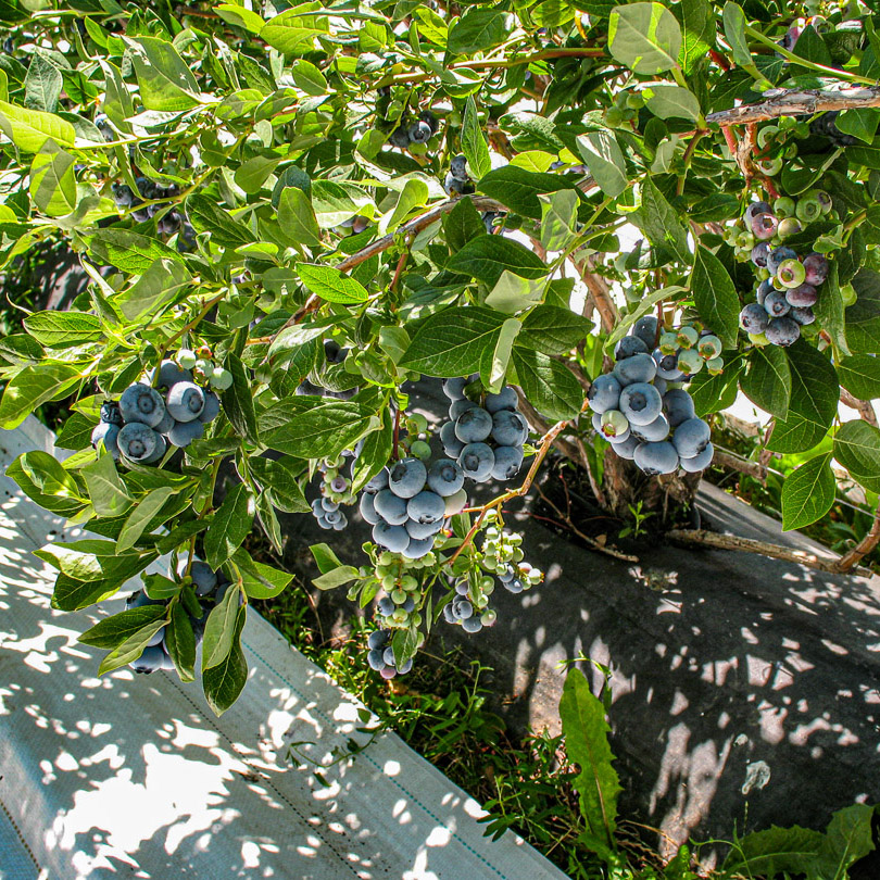 Extenday reflective fabric reflecting UV light into the blueberry canopy. Increased light and air circulation reduce humidity to lower fungal pressure and disrupt pest orientation for cleaner fruit.