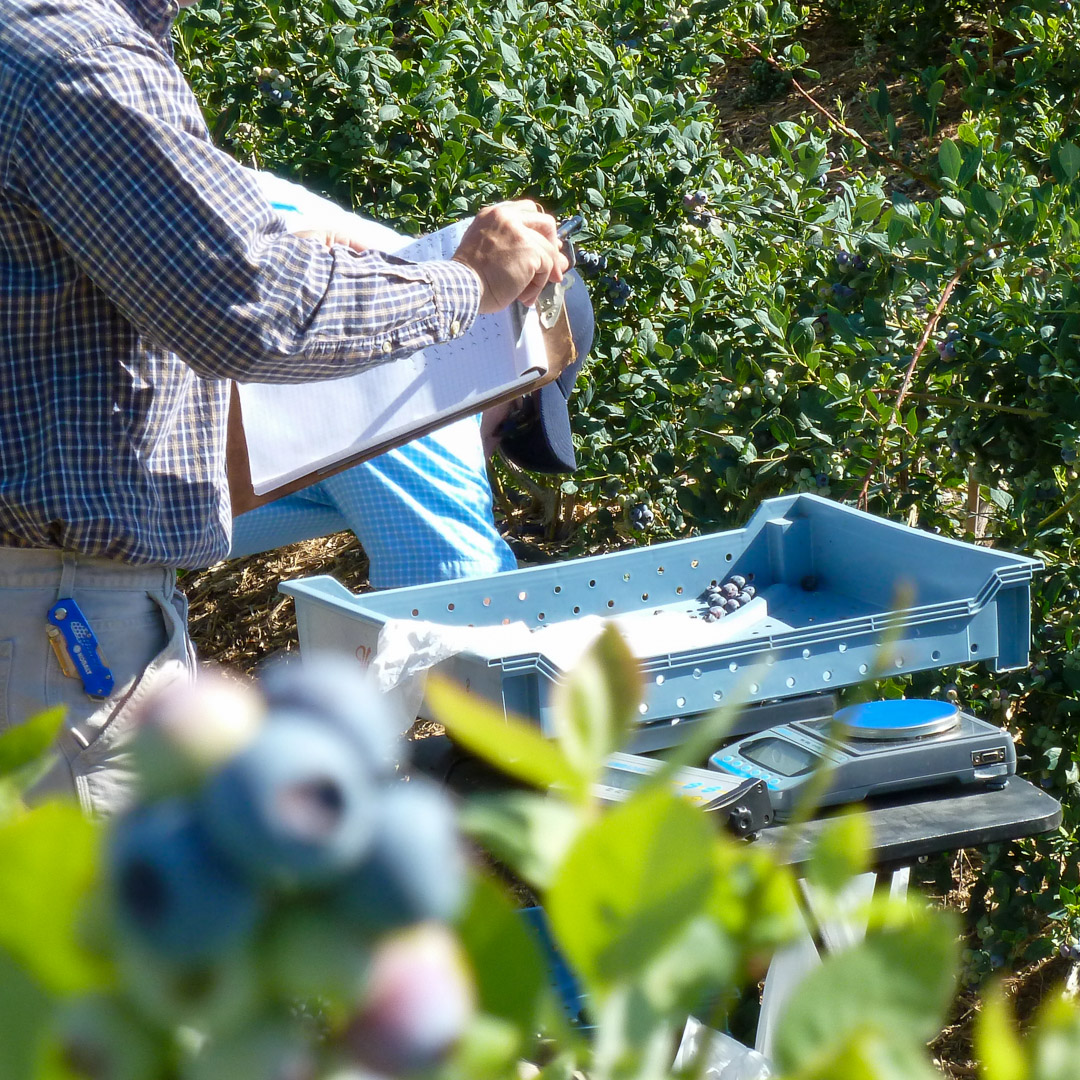 Agricultural researchers conducting field trials in a blueberry orchard. Extenday products are rigorously tested by global universities to ensure consistent yield and quality results.