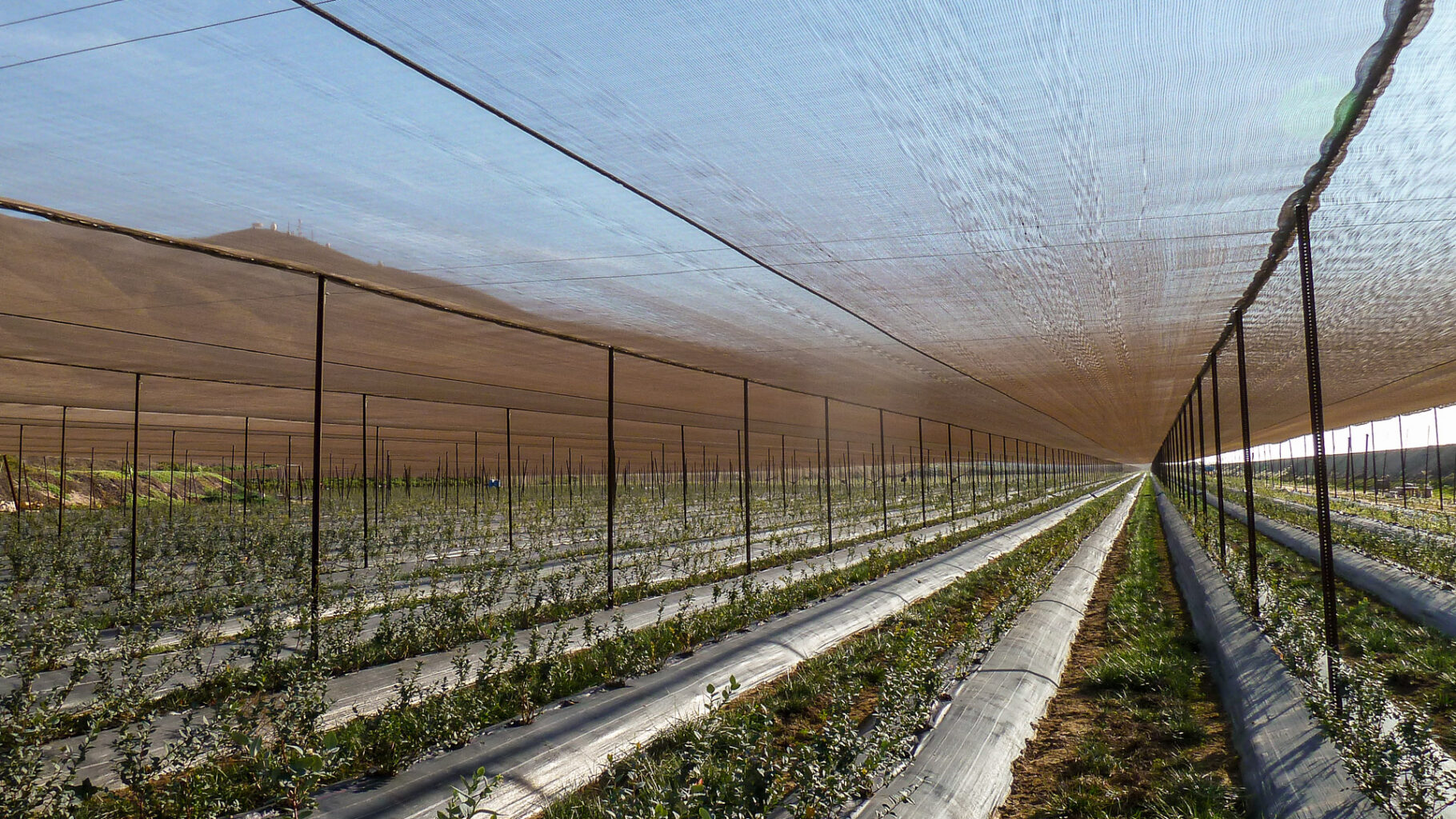 Blueberries with Extenday grey shade netting and black weed mat on raised mounds for optimized root zone and light and temperature management.