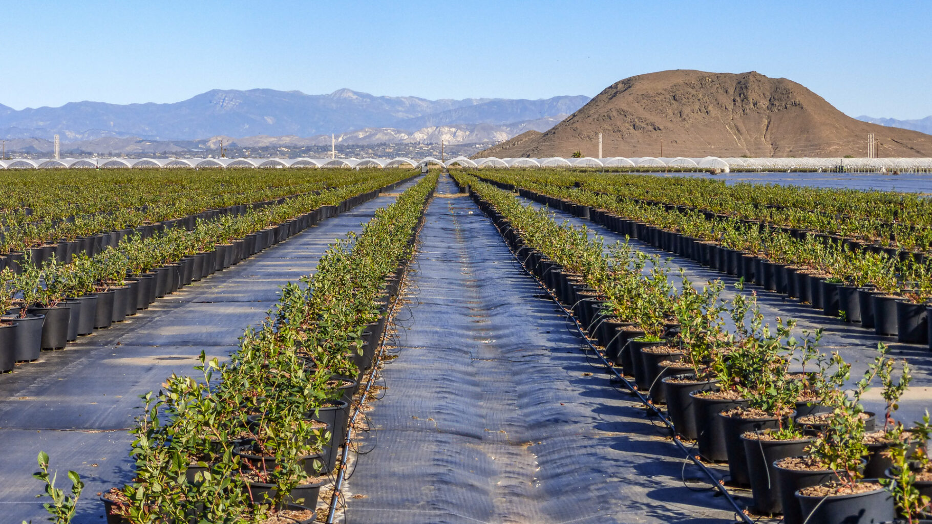 Extenday substrate weed mat for blueberries in pots. Durable groundcover designed for drainage and weed suppression in containerized orchards.