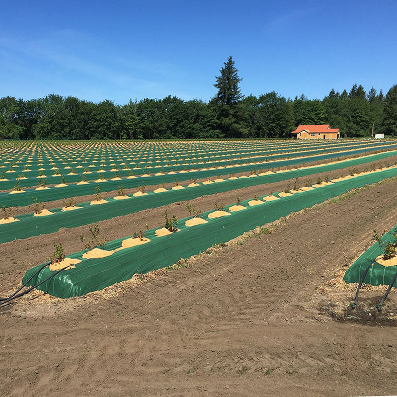 Freshly planted blueberry orchard on raised mounds protected by Extenday green weed mat. System features customizable widths and soil temperature regulation chemistry for optimal root establishment