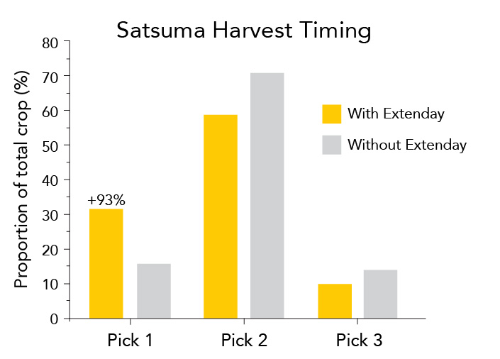 Bar graph showing citrus harvest maturity with Extenday. Data demonstrates a 31 percent first-pick harvest compared to 16 percent in the control group, proving accelerated ripening and concentrated maturity.