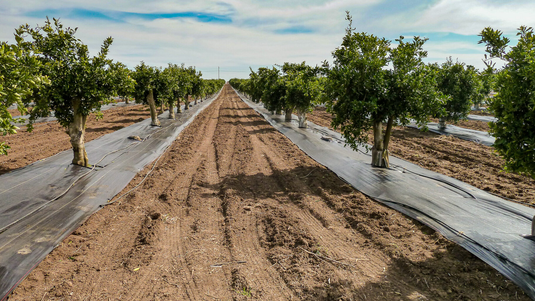 Large-scale citrus orchard featuring Extenday black weed under trees for superior weed suppression.