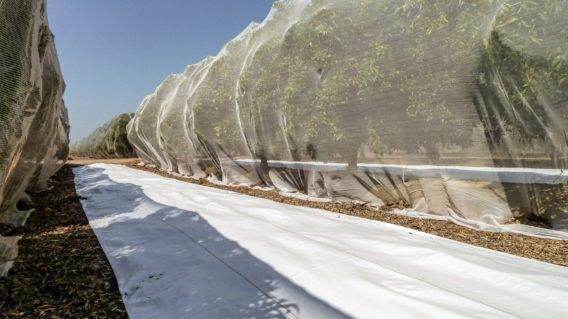 Integrated citrus system: Extenday Bee Exclusion Netting paired with reflective ground fabric to ensure seedless fruit and optimal light.