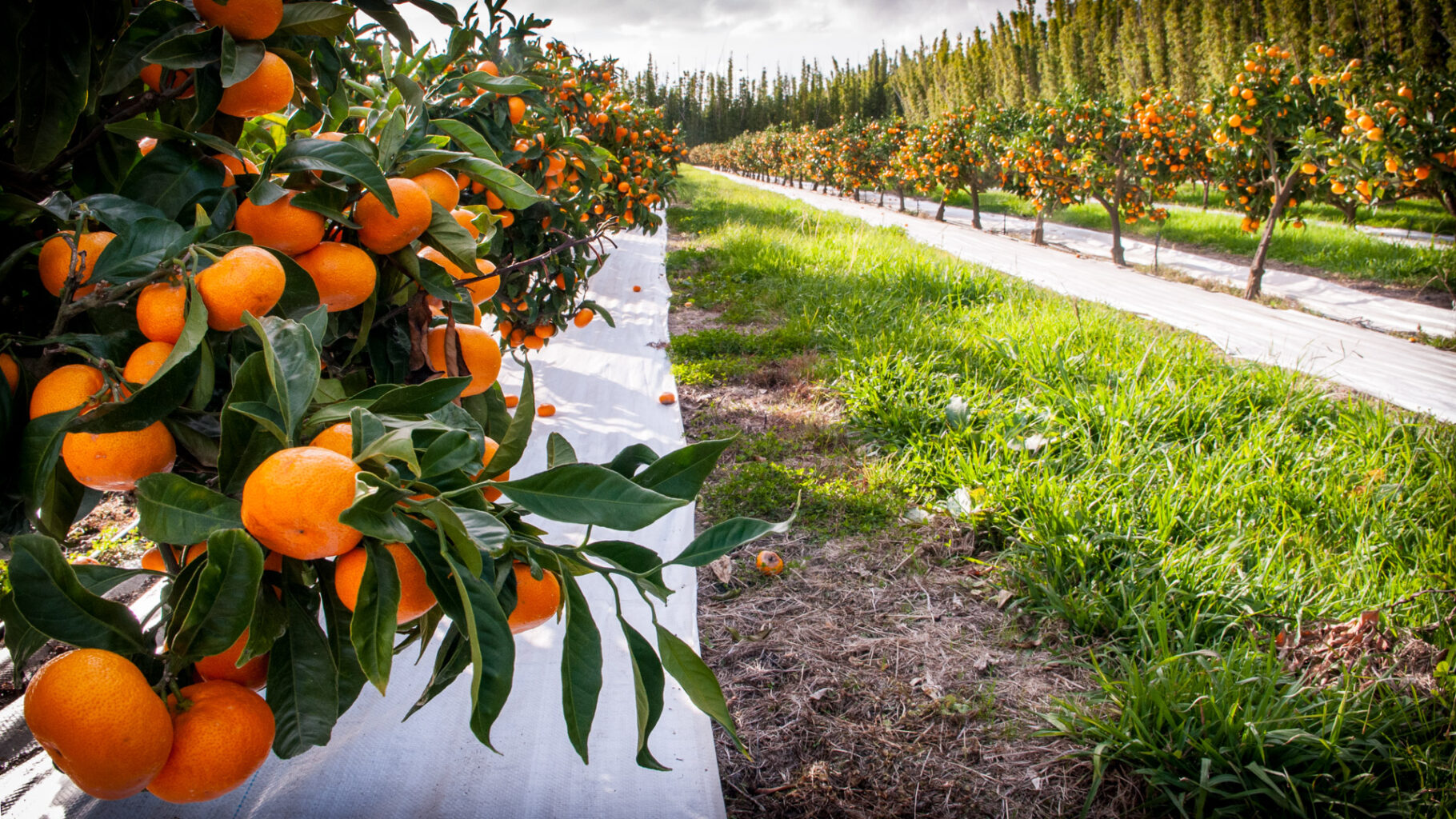 Citrus orchard with Extenday white reflective weed mat showing advanced orange color break and uniform rind maturity.