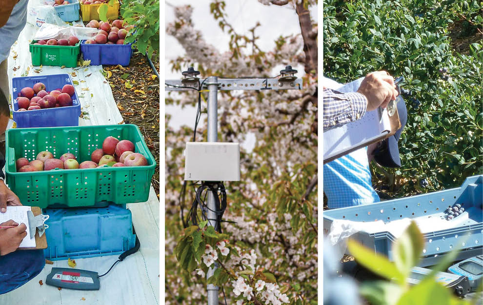 Global horticultural research and field trials for Extenday. Collaborative data from international universities validating yield increases and fruit quality