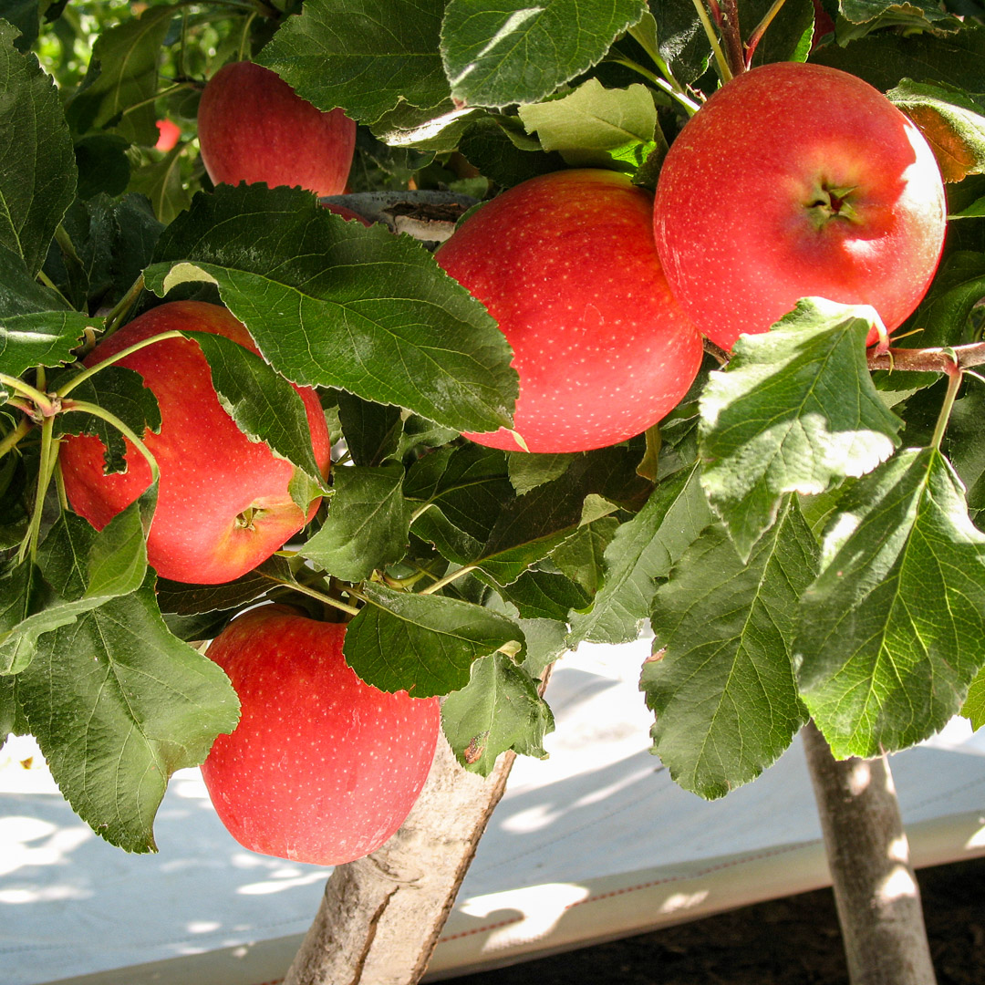 Extenday reflective fabric increasing light penetration into the lower apple tree canopy. Enhanced photosynthesis increases red blush coverage and yield when used from flowering to harvest.