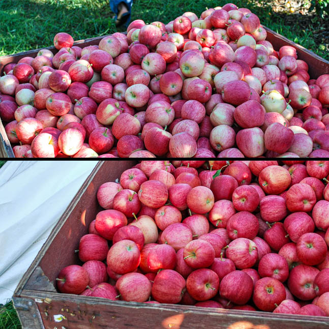 Comparison of apples showing deeper red color development with Extenday. Our Smart Chemistry optimizes light spectra to stimulate anthocyanin production for intense fruit coloration.