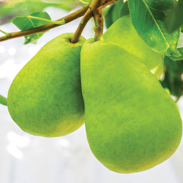 Pear orchard using Extenday white ground cover for increased fruit numbers and harvest weight