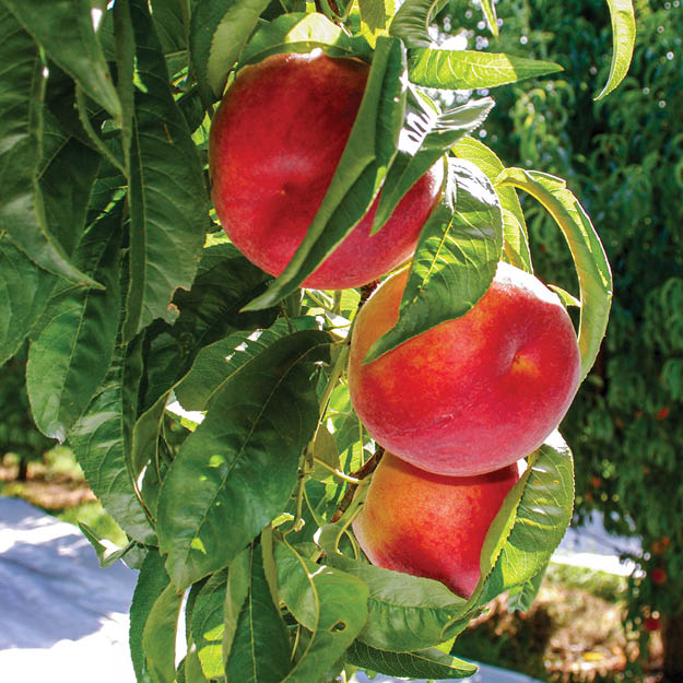 Stone fruit trees with Extenday reflective ground cover for early harvest and larger fruit.