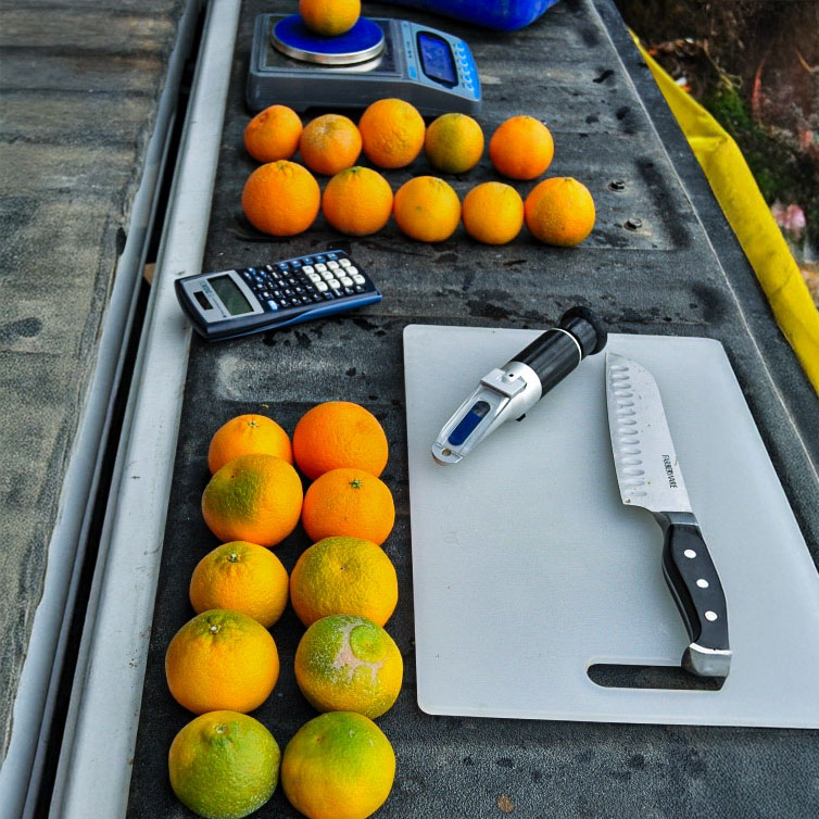 Field testing setup for orange quality on a truck tailgate. The image shows fresh oranges, a cutting board, a knife, a calculator, and a refractometer for measuring Brix levels, demonstrating the data-driven approach to verifying citrus sweetness and maturity.