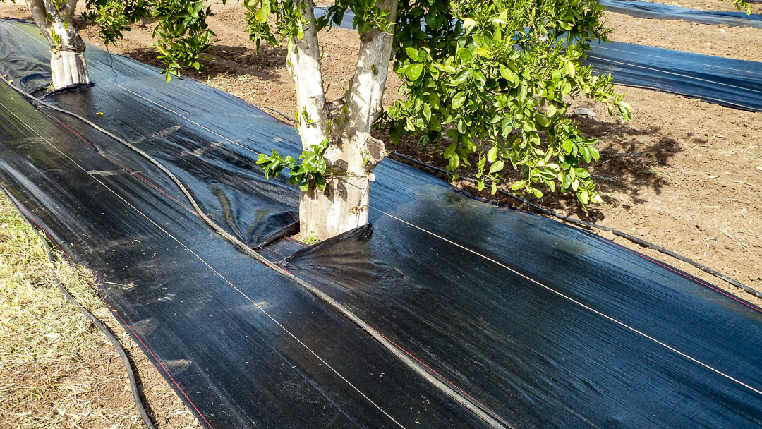 Citrus trees with Extenday weed mat installed and stapled in place with metal pins for long-term weed suppression.