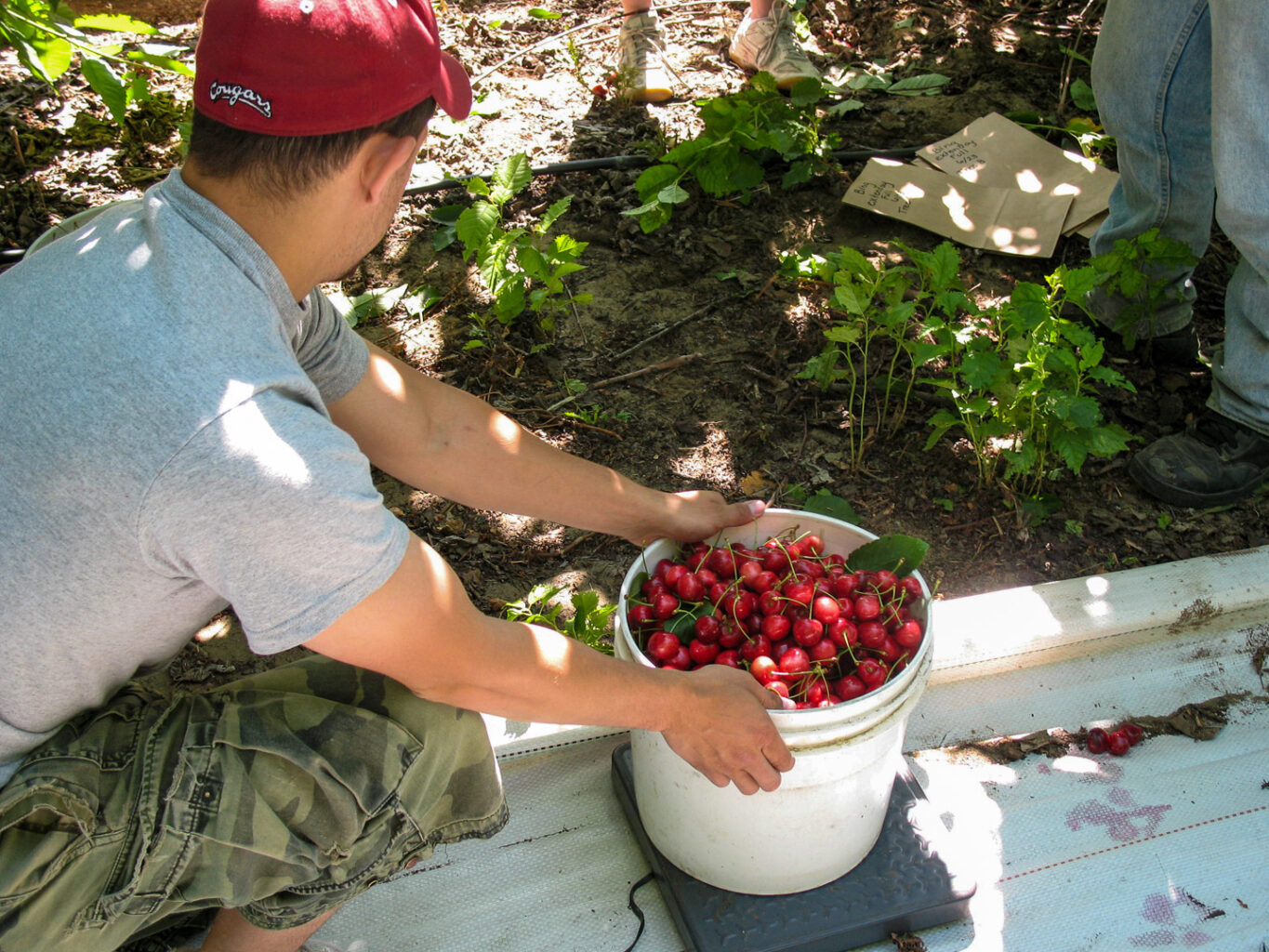 On-site yield measurement in a cherry orchard. The image shows a researcher using a scale to weigh freshly harvested fruit, emphasizing the rigorous scientific testing used to measure the performance of reflective ground covers.