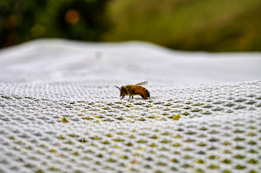 Close-up of a honey bee on the exterior of Extenday bee exclusion netting. The fine-mesh weave is designed to provide a physical barrier that prevents cross-pollination in citrus orchards.