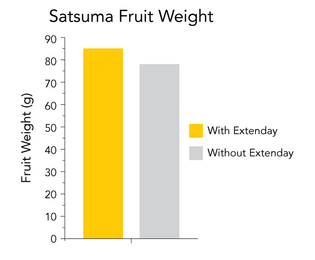 Comparison bar graph showing a 9% increase in Satsuma mandarin fruit weight when using Extenday reflective ground cover.