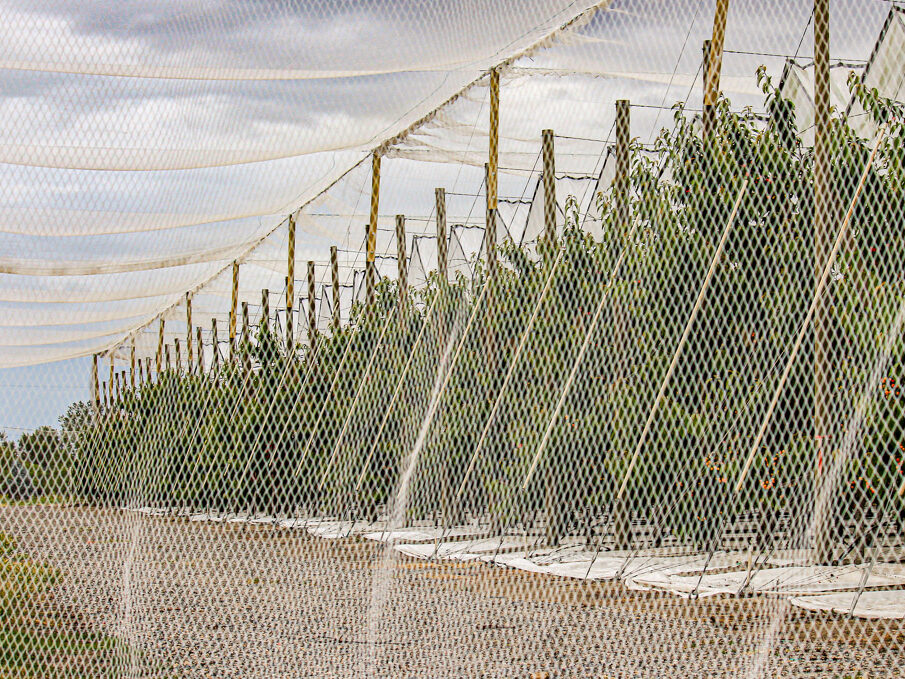 A cherry orchard demonstrating a triple-layer protection strategy: overhead rain covers to prevent cracking, total-enclosure bird netting for pest exclusion, and reflective ground fabric to optimize light distribution for fruit color.