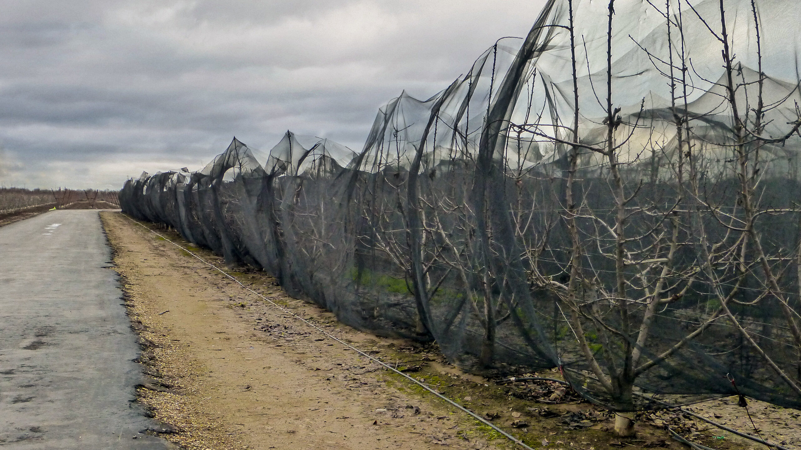 Dormant cherry orchard in winter utilizing DayChill specialized shade netting. The black netting blocks solar radiation to maintain lower bud temperatures, ensuring the trees accumulate the necessary winter chill hours required for uniform dormancy break.