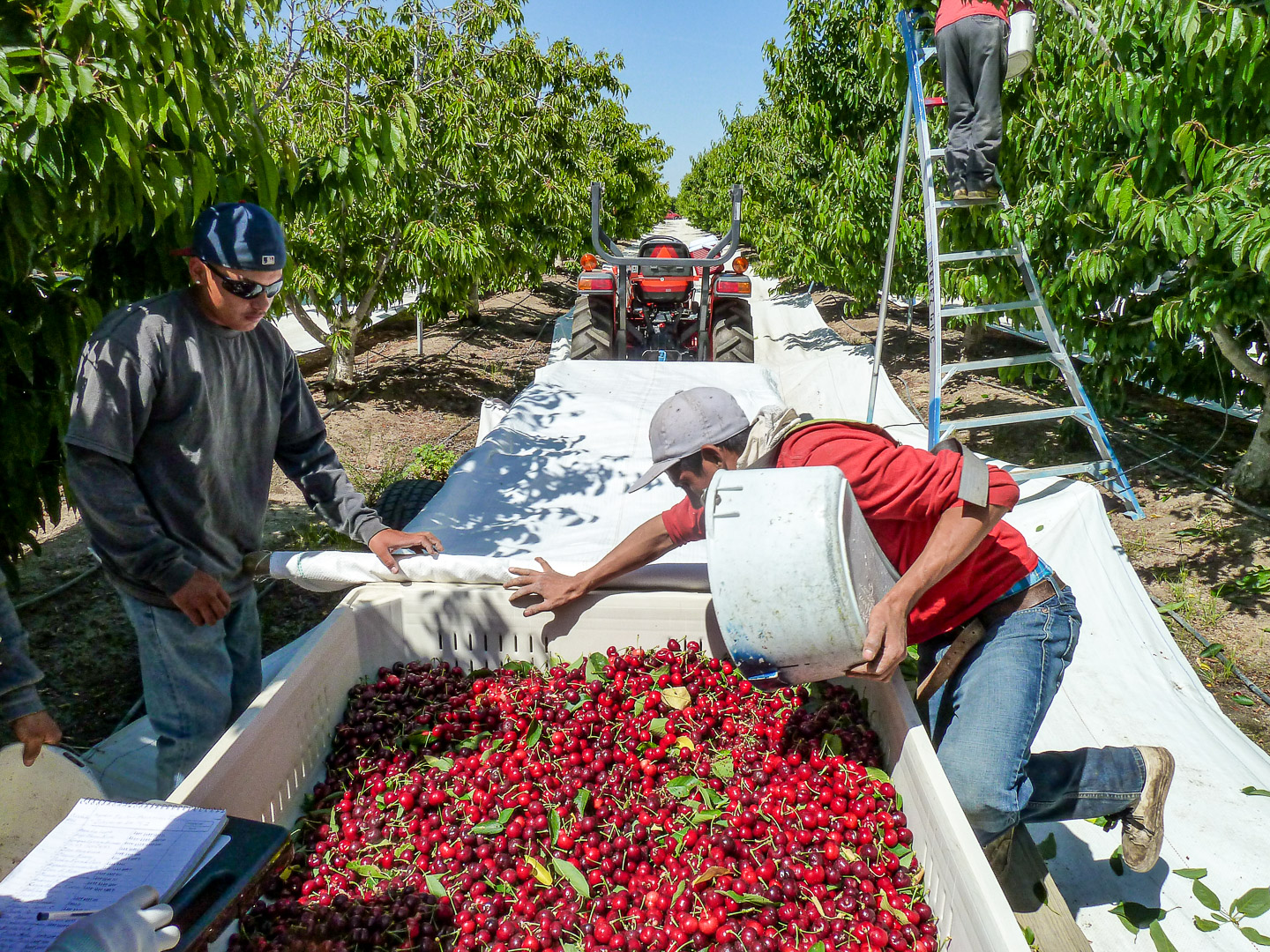 Real-world application of Extenday technology during cherry harvest. The presence of picking crews and tractors in the rows highlights the durability of the reflective fabric and its integration into standard commercial orchard management.