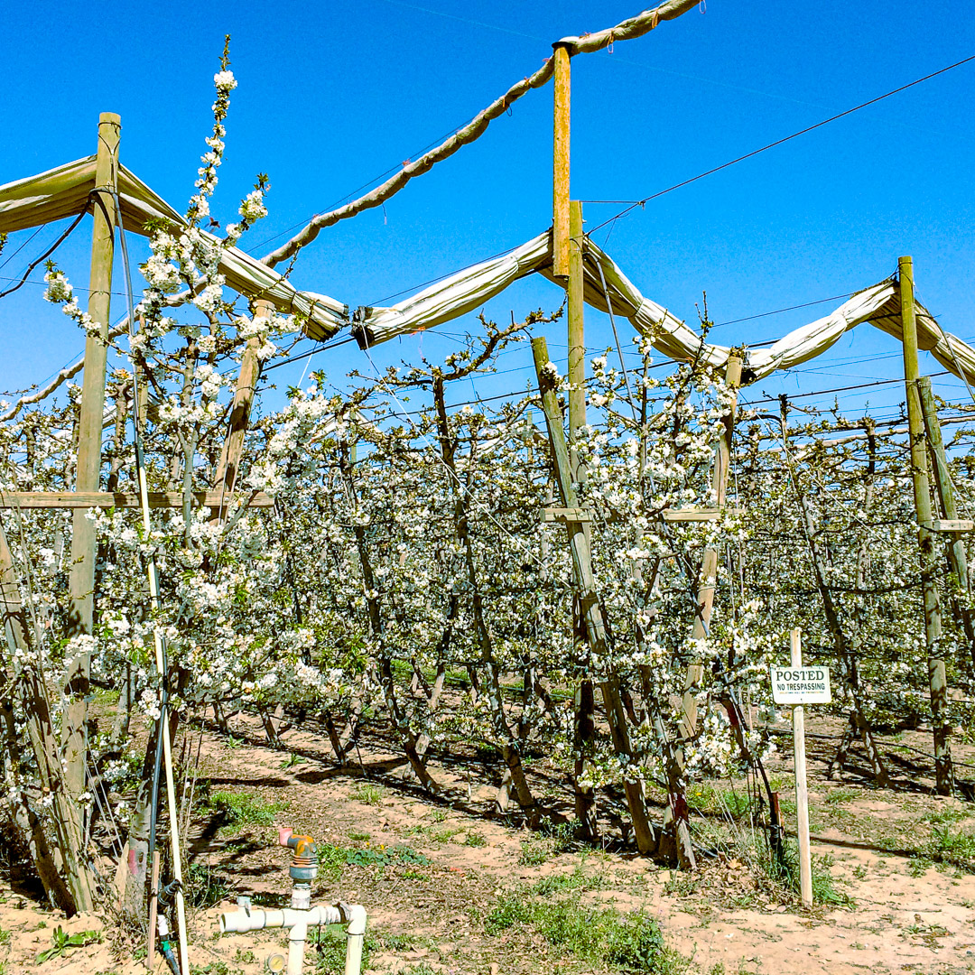 Retracted Extenday rain covers secured to the orchard trellis during the cherry flowering stage. The covers are bundled and stored in-place, allowing for maximum natural light and airflow during pollination while remaining ready for rapid deployment during fruit development.